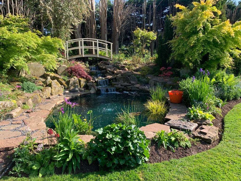 Pond in garden with shrubs